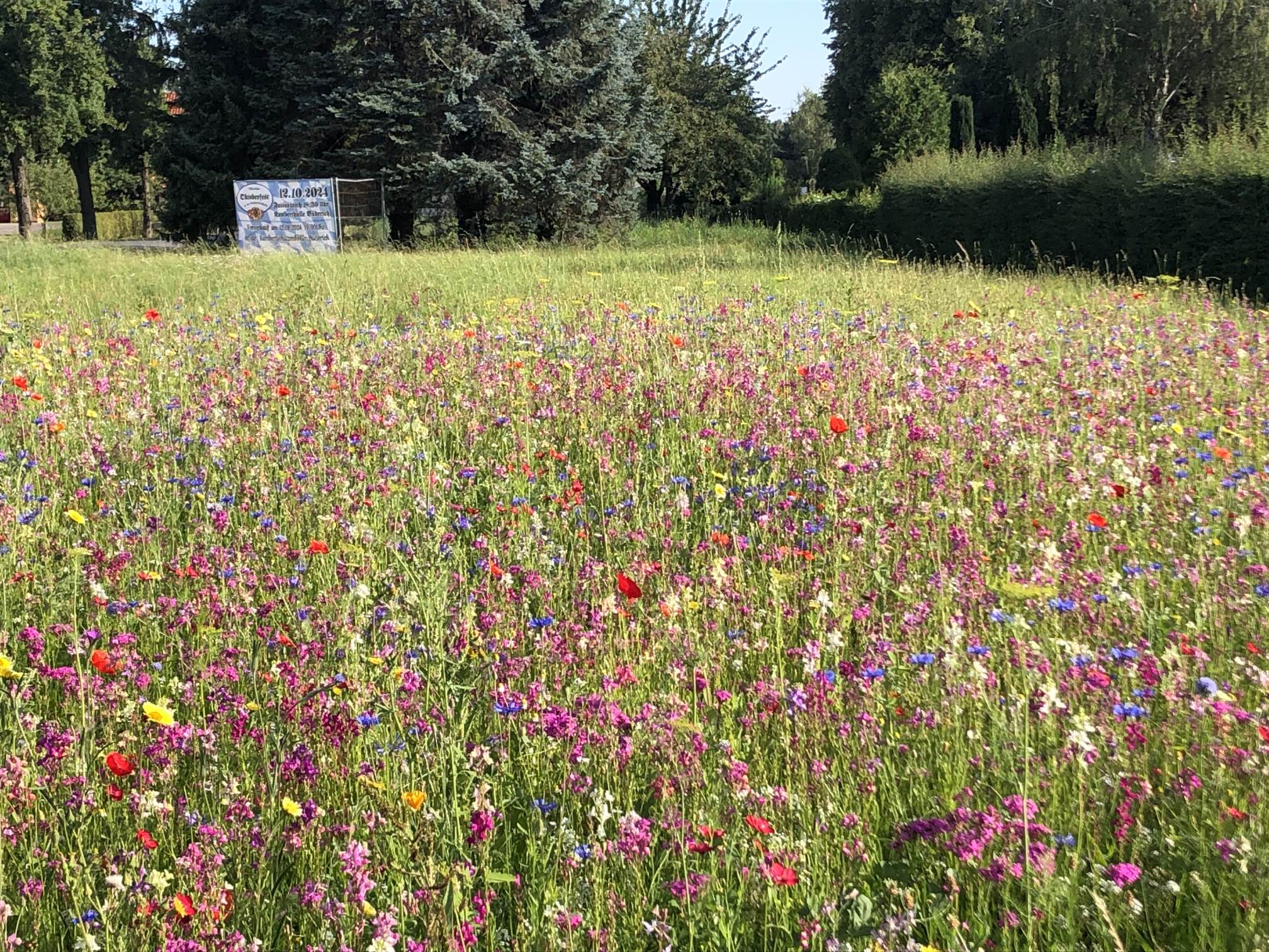 blühende Blumenwiese